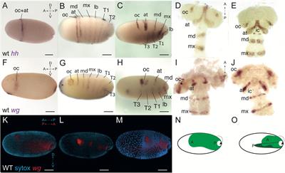 Development of the Pre-gnathal Segments in the Milkweed Bug Oncopeltus fasciatus Suggests They Are Not Serial Homologs of Trunk Segments